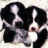 Chiens