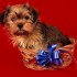 Chiens