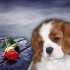 Chiens