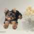 Chiens