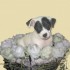 Chiens