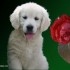 Chiens