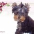 Chiens