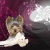 Chiens