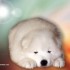 Chiens