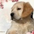 Chiens