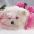 Chiens