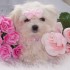 Chiens