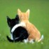 Chat