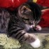 Chat