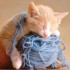Chat