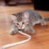 Chat