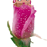 Série Betty Boop