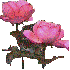 Fleurs