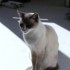 Ma deuxième chatte, Venh Dù