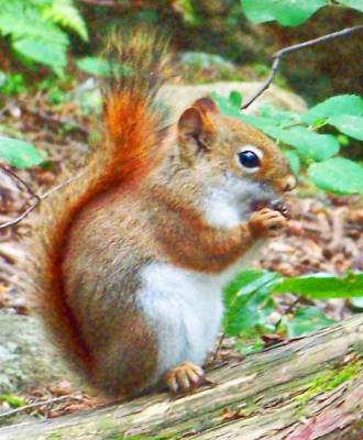 Petit écureuil croisé dans au parc Algonquin