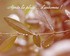 Après la pluie …d’automne !