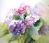 LES HORTENSIAS