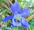Quand la fleur d’Ancolie …