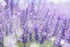 Lavande … fleur tendresse !