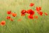 Fleur ... ardeur ... coquelicot !