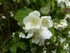 Au sublime parfum d’un blanc pur seringa