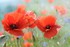 Ne cueillez pas ... un coquelicot !
