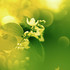 Fleur de Jasmin ... tourbillon d'un doux