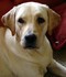 FLOCON CHIEN LABRADOR