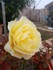 « Rose solaire … »