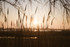 Camargue magicienne ! Matin …