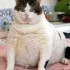 le chat obèse