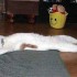 le chatqui fait semblanc detre  mort