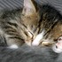 Chatons