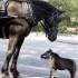 Les chevaux les plus grands