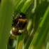 Petite ballade pour ...Cajolin