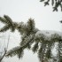 Toujours le manteau blanc !