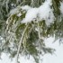 Toujours le manteau blanc !