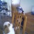 snoupy &coco
