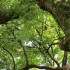 Kyöto (3)