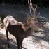 Nara (1)
