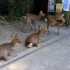 Nara (1)