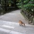 Nara (1)
