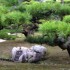 Shikoku (1)