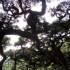 Shikoku (1)
