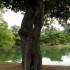 Shikoku (1)