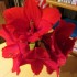 Amaryllis