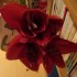 Amaryllis