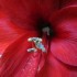 Amaryllis