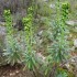 La garrigue